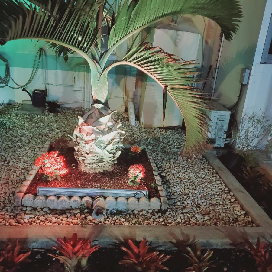 Tropical Palm *